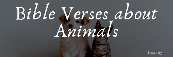 20 Pious Bible Verses about Animals