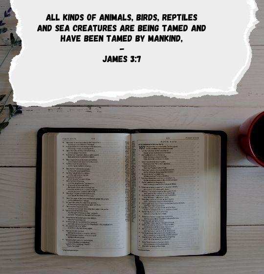 bible verse about animals